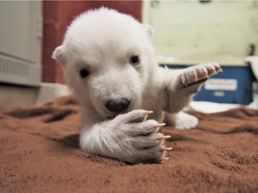 The Toronto Zoo's eight-week-old polar bear cub is shown in a handout photo, January 6, 2016.