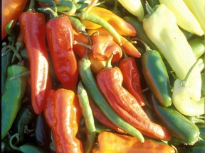 Hot pepper harvest.