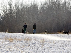 People walk their dogs at the Chief Whitecap Park southwest of Saskatoon in this February 26, 2010, file photo.