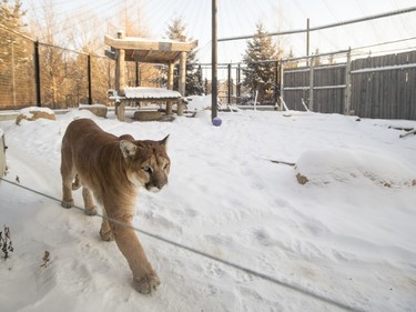 A cougar at the Saskatoon Forestry Farm Park & Zoo, January 10, 2016.