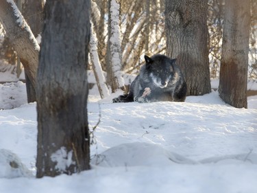 A wolf at the Saskatoon Forestry farm on Saturday, January 9th, 2016.