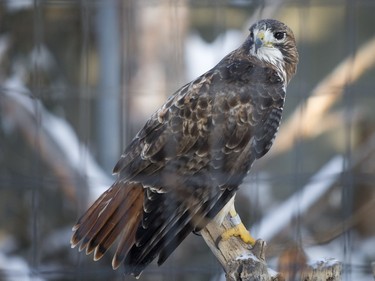 Red tailed hawk at the Saskatoon Forestry farm on Saturday, January 9th, 2016.