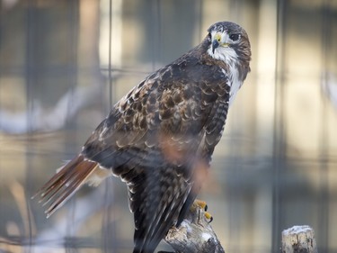 Red tailed hawk at the Saskatoon Forestry Farm on Saturday, January 9, 2016.