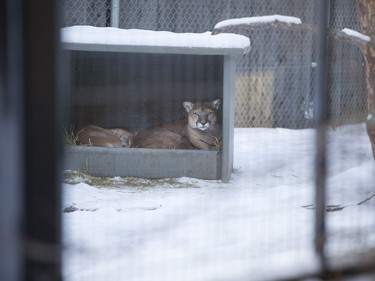 Cougars inside a shelter at the Saskatoon Forestry Farm on Saturday, January 9, 2016.