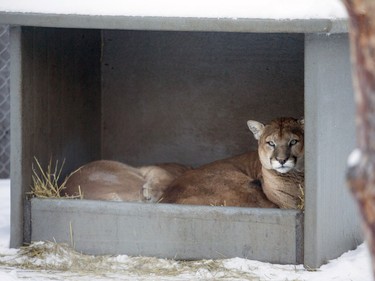 Cougars inside a shelter at the Saskatoon Forestry Farm on Saturday, January 9, 2016.