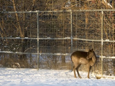 Deer at the Saskatoon Forestry Farm on Saturday, January 9, 2016.