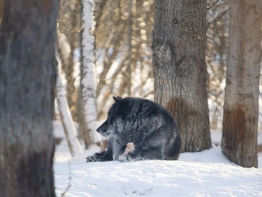 A wolf at the Saskatoon Forestry Farm on Saturday, January 9, 2016.
