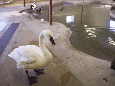 A trumpeter swan inside a heated area for the water fowl at the Saskatoon Forestry farm on Saturday, January 9th, 2016.