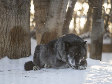 A wolf at the Saskatoon Forestry Farm on Saturday, January 9, 2016.