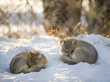 Swift foxes at the Saskatoon Forestry Farm on Saturday, January 9, 2016.