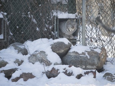 File Photo. A lynx inside a cold weather shelter at the Saskatoon Forestry Farm on Saturday, January 9, 2016.