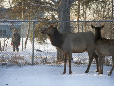 Deer at the Saskatoon Forestry farm on Saturday, January 9th, 2016.