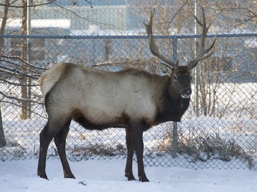 Deer at the Saskatoon Forestry farm on Saturday, January 9th, 2016.