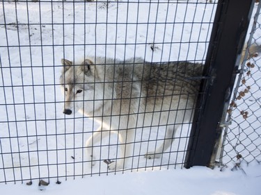 A wolf at the Saskatoon Forestry farm on Saturday, January 9th, 2016.