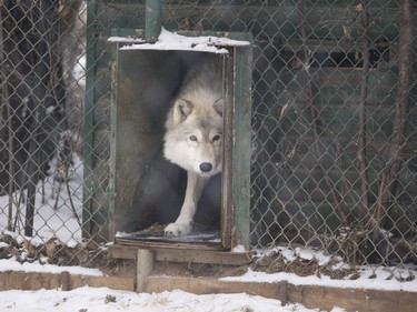 An wolf uses a shelter at the Saskatoon Forestry Farm Park & Zoo, January 10, 2016.