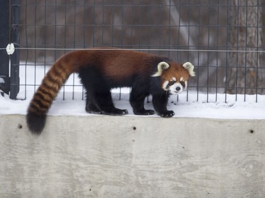 A red panda at the Saskatoon Forestry farm on Sunday, January 10th, 2016.