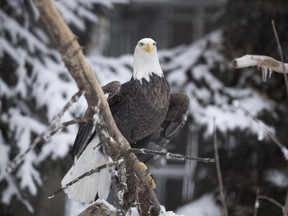 SASKATOON, SASK--JANUARY 10 2016 0111 News Winter forestry farm- An eagle at the Saskatoon Forestry farm on Sunday, January 10th, 2016. (Liam Richards/Saskatoon StarPhoenix)