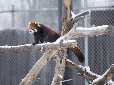 A red panda at the Saskatoon Forestry farm on Sunday, January 10th, 2016.