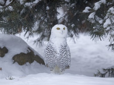 A snowy owl at the Saskatoon Forestry farm on Sunday, January 10th, 2016.