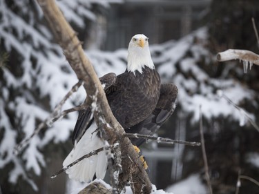 An eagle at the Saskatoon Forestry farm on Sunday, January 10th, 2016.