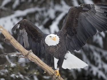 An eagle at the Saskatoon Forestry Farm Park & Zoo, January 10, 2016.