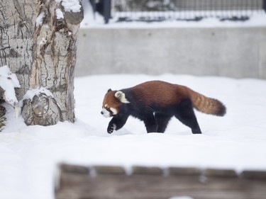 A red panda at the Saskatoon Forestry Farm Park & Zoo, January 10, 2016.