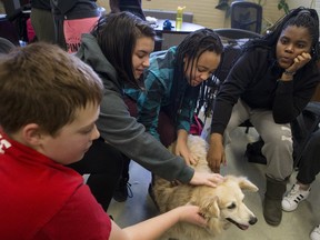 Palabrita, a therepy dogs from St.Johns Ambulance, enjoys some attention from Aden Bowman Collegiate students Michael Bassett, left to right, Kiara Arcand, Savhanna Burgess, and Monique Stephens as part of an event hosted by the Aden Bowman Student Representative Council at the school on Thursday, January 21st, 2016. (Liam Richards/Saskatoon StarPhoenix)