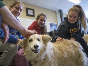 Palabrita, a therepy dog from St. Johns Ambulance, enjoys some attention from Aden Bowman Collegiate students L-R: Rayne Butler, Hanna Stewert and Trinity Whiteside as part of an event hosted by the Aden Bowman Student Representative Council at the school on January 21, 2016.