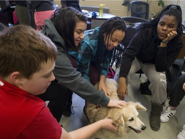 Palabrita, a therepy dog from St. Johns Ambulance, enjoys some attention from Aden Bowman Collegiate students L-R: Michael Bassett, Kiara Arcand, Savhanna Burgess and Monique Stephens as part of an event hosted by the Aden Bowman Student Representative Council at the school on January 21, 2016.