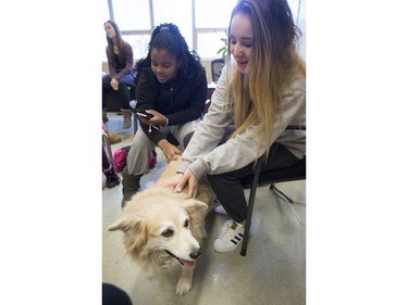 Palabrita, a therepy dog from St. Johns Ambulance, enjoys some attention from Aden Bowman Collegiate students Monique Stephens (L) and Alix Lynam as part of an event hosted by the Aden Bowman Student Representative Council at the school on January 21, 2016.