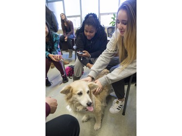 Palabrita, a therepy dog from St. Johns Ambulance, enjoys some attention from Aden Bowman Collegiate students Monique Stephens (L) and Alix Lynam as part of an event hosted by the Aden Bowman Student Representative Council at the school on January 21, 2016.