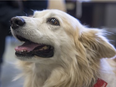 Palabrita, a therepy dog from St. Johns Ambulance, enjoys some attention from Aden Bowman Collegiate students as part of an event hosted by the Aden Bowman Student Representative Council at the school on January 21, 2016.