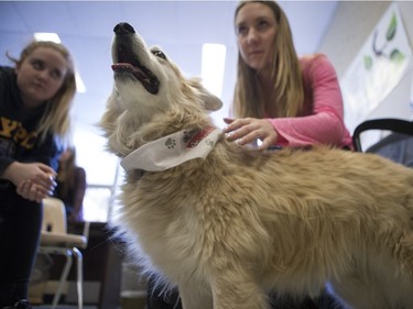 Palabrita, a therepy dog from St. Johns Ambulance, enjoys some attention from Aden Bowman Collegiate students as part of an event hosted by the Aden Bowman Student Representative Council at the school on January 21, 2016.