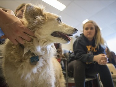 Palabrita, a therepy dog from St. Johns Ambulance, enjoys some attention as Aden Bowman Collegiate student Trinity Whiteside looks on as part of an event hosted by the Aden Bowman Student Representative Council at the school on January 21, 2016.