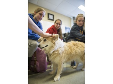 Palabrita, a therepy dog from St. Johns Ambulance, enjoys some attention from Aden Bowman Collegiate students L-R: Rayne Butler, Hanna Stewert and Trinity Whiteside as part of an event hosted by the Aden Bowman Student Representative Council at the school on January 21, 2016.