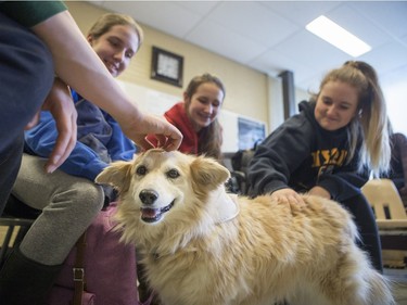 Palabrita, a therepy dog from St. Johns Ambulance, enjoys some attention from Aden Bowman Collegiate students L-R: Rayne Butler, Hanna Stewert and Trinity Whiteside as part of an event hosted by the Aden Bowman Student Representative Council at the school on January 21, 2016.