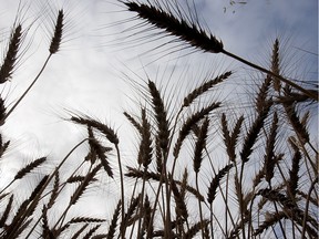 Wheat growing along Valley Road south of Saskatoon.