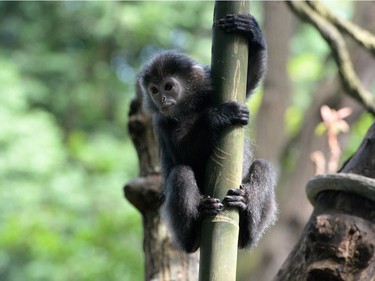 A young Javan langur waits on a tree for food ahead of the Lunar New Year of the monkey during feeding time at the Wildlife Reserves Singapore Zoological Garden on January 27, 2016.