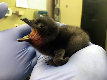 A baby penguin born January 8 is seen on January 12, 2016 at the Cincinnati Zoo in Cincinnati, Ohio. The penguin was named Bowie in honour of the 69th birthday of late British musician David Bowie.