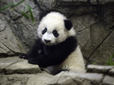 Smithsonian's youngest giant panda cub Bei Bei makes his public debut following his birth last August at the National Zoo in Washington on January 16, 2016.