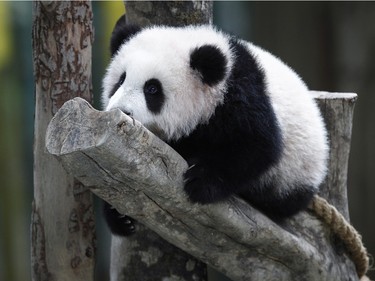 A six-month-old female giant panda cub, lays on a tree at the Giant Panda Conservation Centre at the National Zoo in Kuala Lumpur, Malaysia, February 18, 2016.