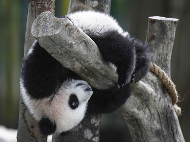 A six-month-old female giant panda cub, plays at the Giant Panda Conservation Centre at the National Zoo in Kuala Lumpur, Malaysia, February 18, 2016.