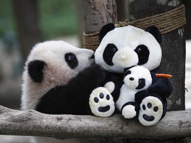 A six-month-old female giant panda cub, plays with a soft toy panda at the Giant Panda Conservation Centre at the National Zoo in Kuala Lumpur, Malaysia, February 18, 2016.