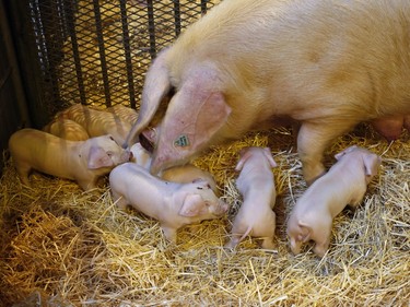 A western white pig and piglets are presented on the eve of the annual International Agriculture Fair in Paris, France, February 26, 2016.