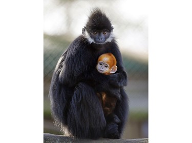 A male baby Francois' Langur monkey is held by his mother Ena as he makes his public debut at Howletts Wild Animal Park in Bekesbourne, England, February 17, 2016.