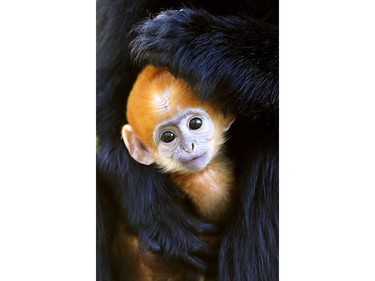 A male baby Francois' Langur monkey is held by his mother Ena as he makes his public debut at Howletts Wild Animal Park in Bekesbourne, England, February 17, 2016.
