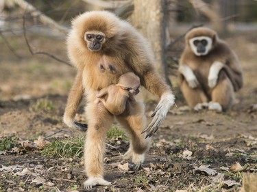 A two-month-old baby white-handed gibbon clings to its mother during its first public appearance in the Nyiregyhaza Animal Park in Nyiregyhaza, Hungary, February 17, 2016.