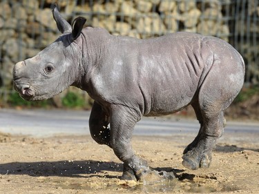 Two-week-old baby rhinoceros Kibo runs through a puddle in an enclosure at the zoo of  Augsburg, Germany, February 22, 2016.