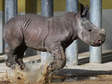 Two-week-old baby rhinoceros Kibo runs through a puddle in an enclosure at the zoo of  Augsburg, Germany, February 22, 2016.
