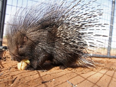 An eight-month-old African crested porcupine eats a potato at Cody Gill's residence on January 21, 2016 in Gardendale, Texas.